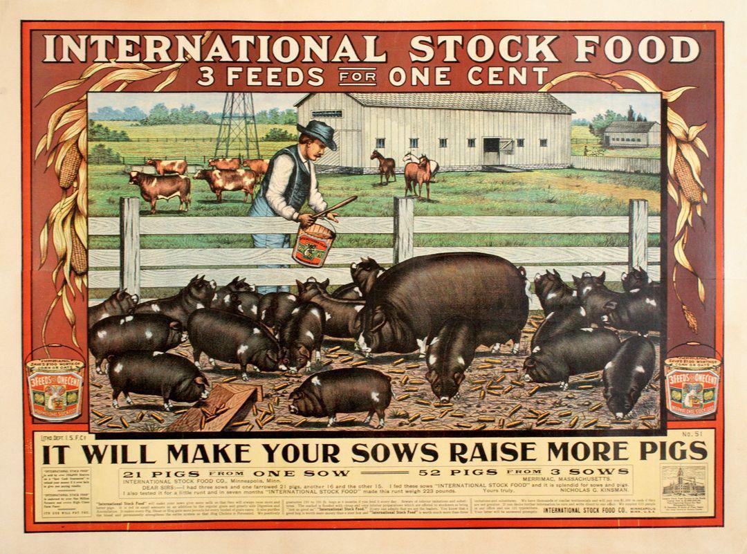 Original c1910 International Stock Food Co. Poster - Pigs